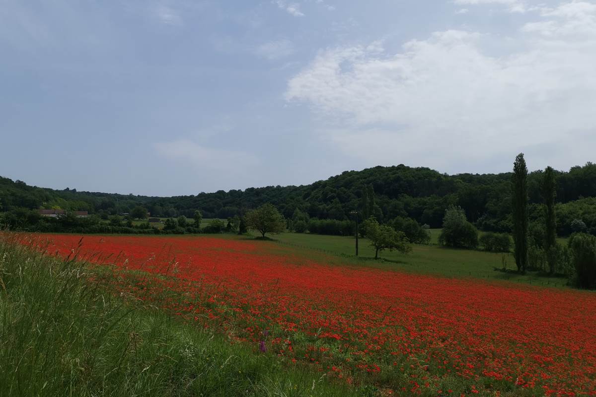 DOMAINE DU CHAMP DE L'HOSTE - maison d'hôtes à Larzac 24170 - domaine du champ de l'Hoste - piscine - Dordogne - location gîte - location maison de vacances - champ de coquelicots -