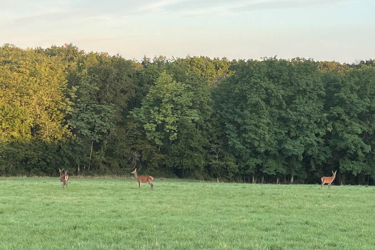 Animaux sauvages