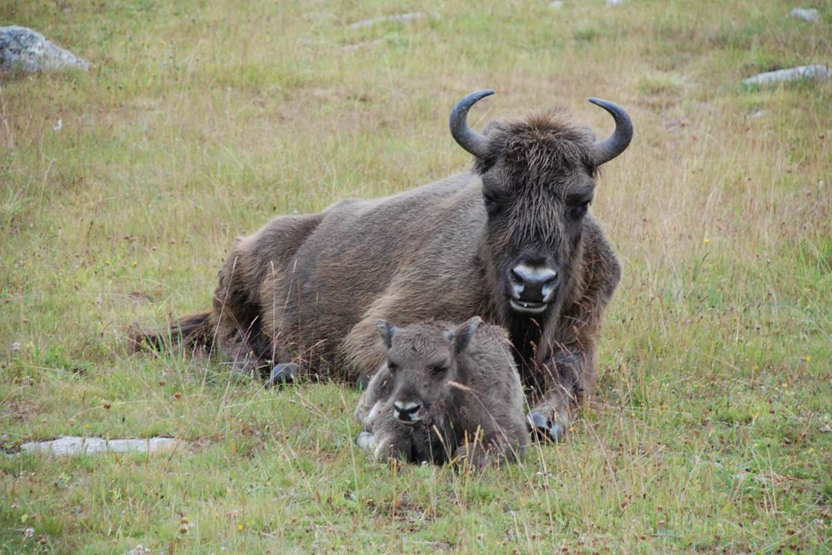 Les visites des environs Parcs animaliers (Les Bisons d'Europe)