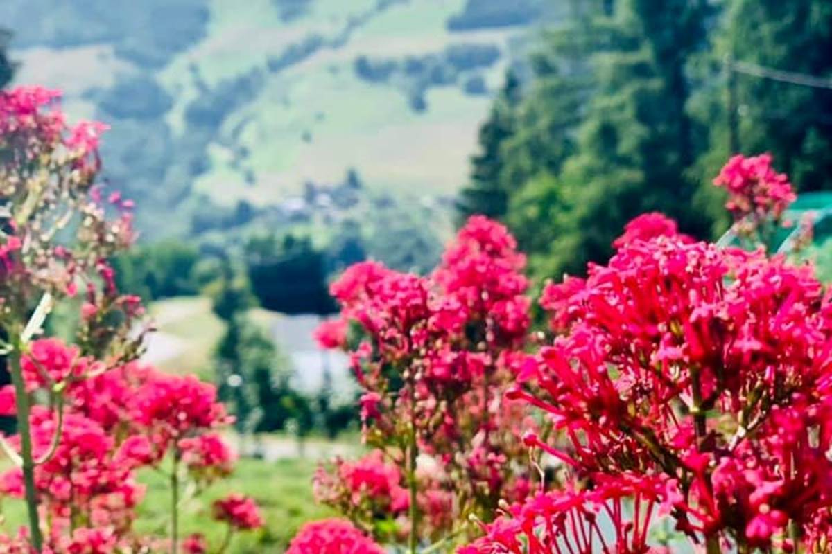 Valmorel - rando tisane