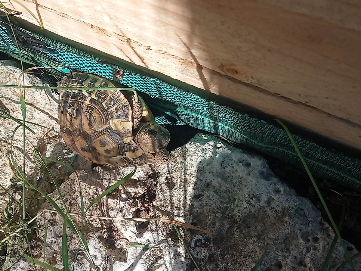 nos deux tortues  et quelle maisonnette !