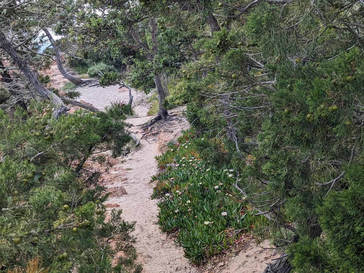 chemin-sable-nature-preservee