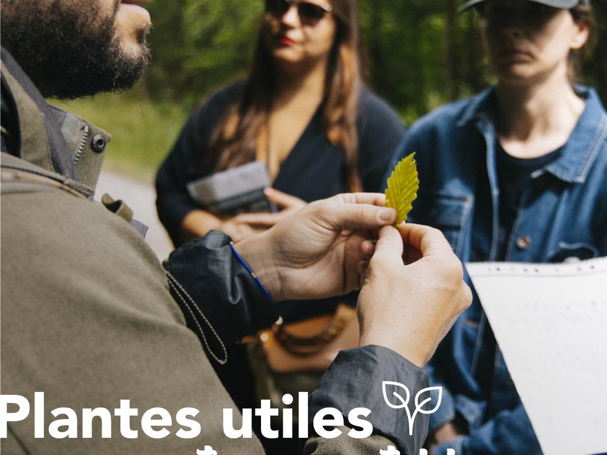 plantes utiles et comestibles_1