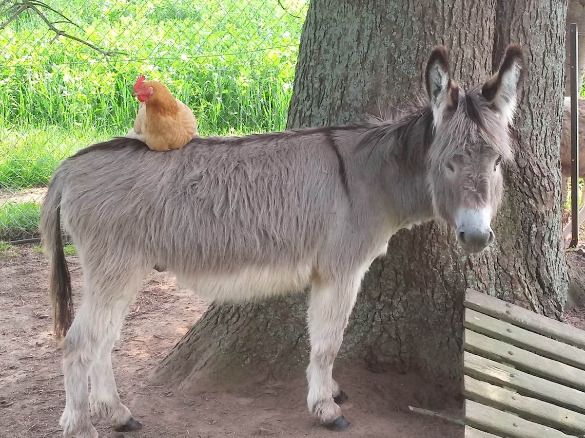Notre petit âne-galerie