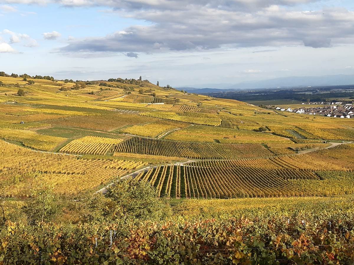 GÎTE VIGNOBLE ALSACE KAYSERSBERG  Vignoble