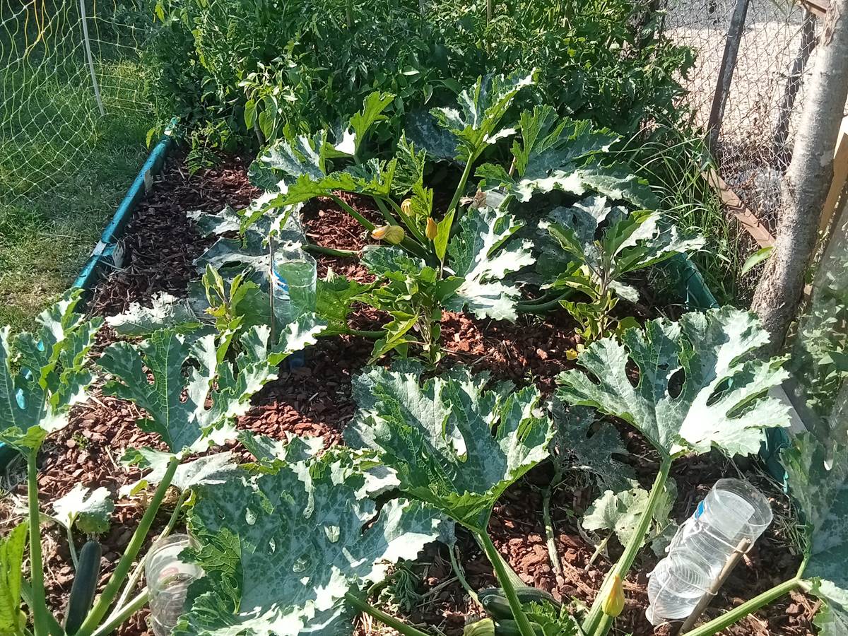 Salades au potager