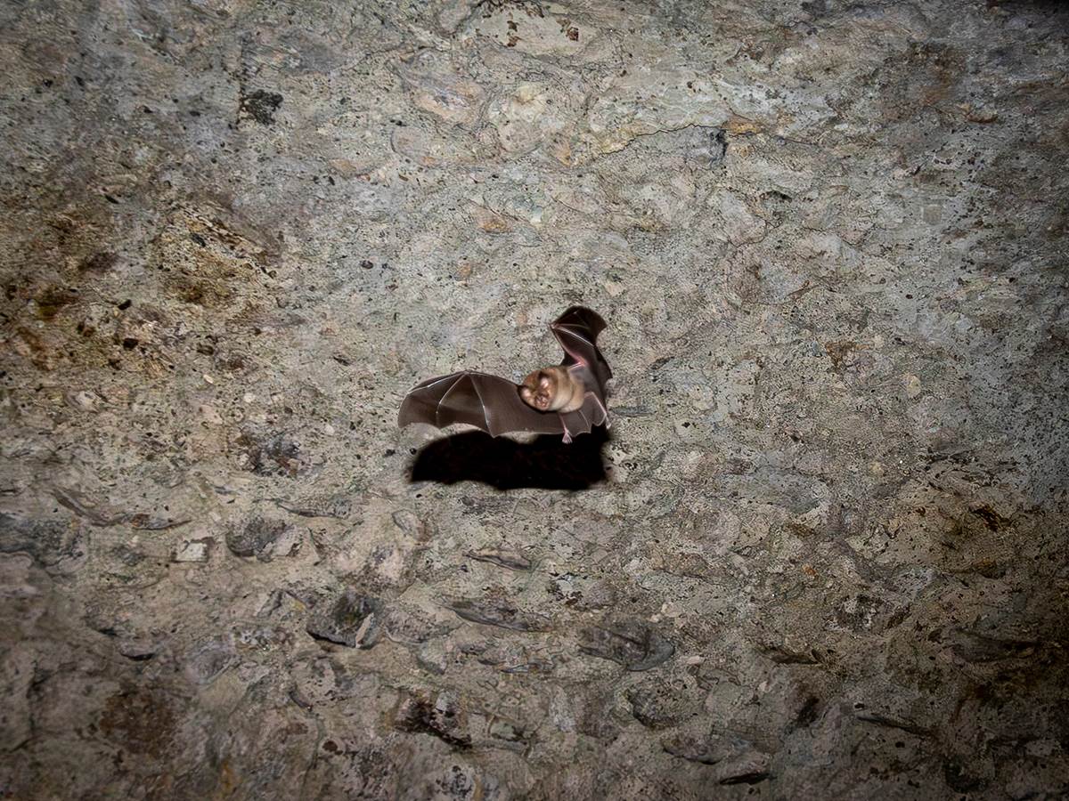 Chauves-souris-vole@PierreLeygonie