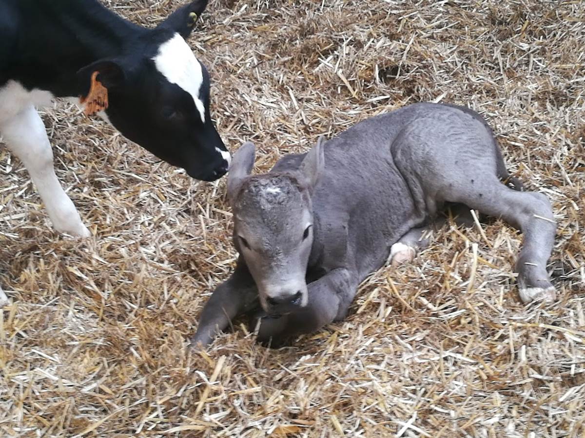 Veaux dans la nurserie-galerie