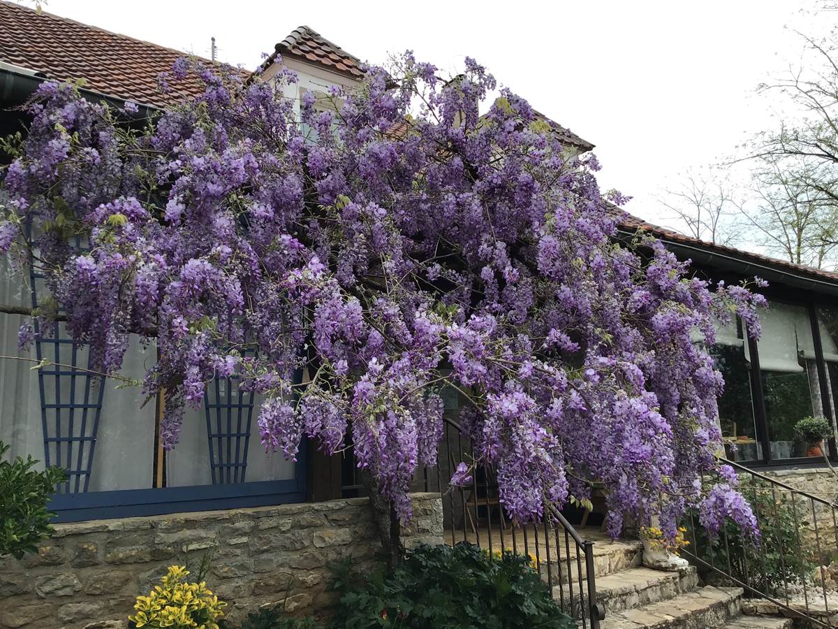 une glycine somptueuse