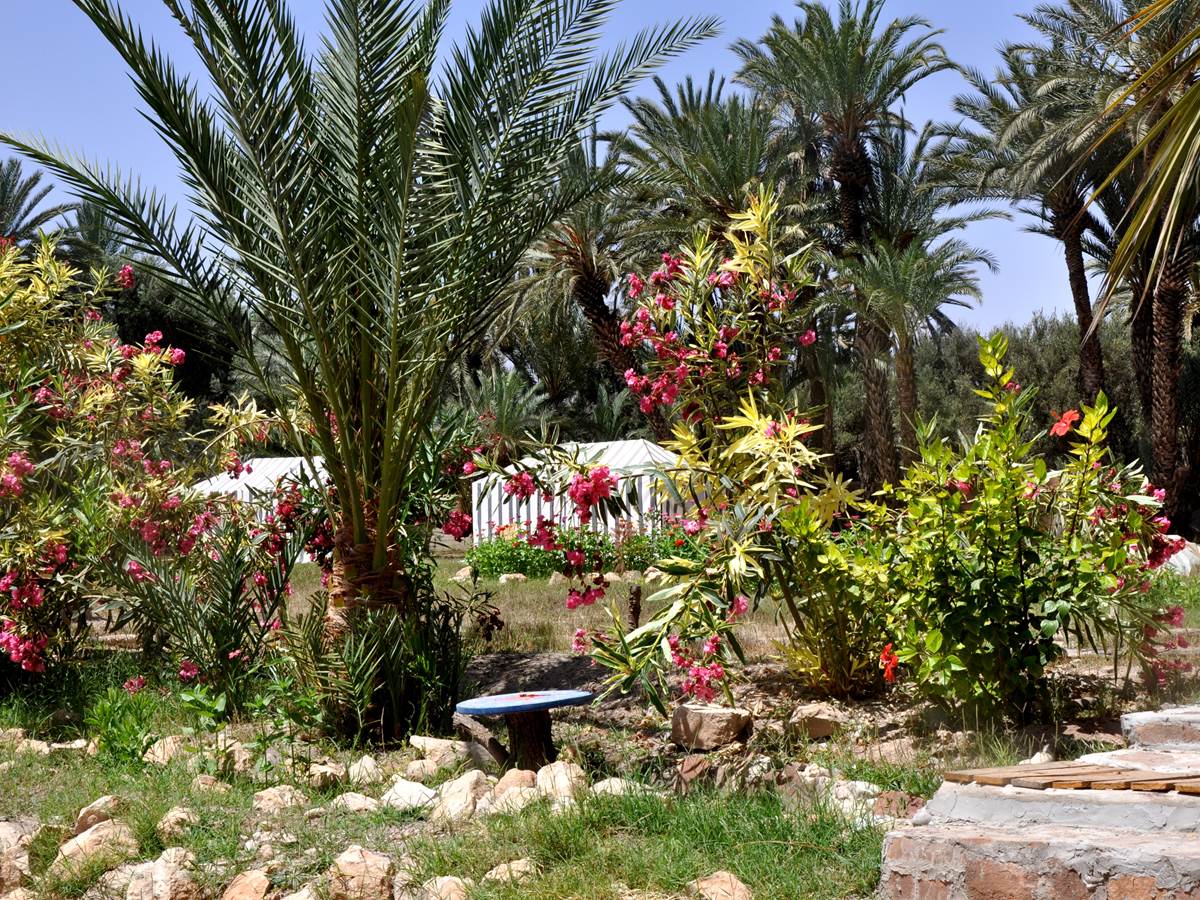 Tiznit - Ouijjane - Sous les palmiers bleus - Tentes caîdales - jardin