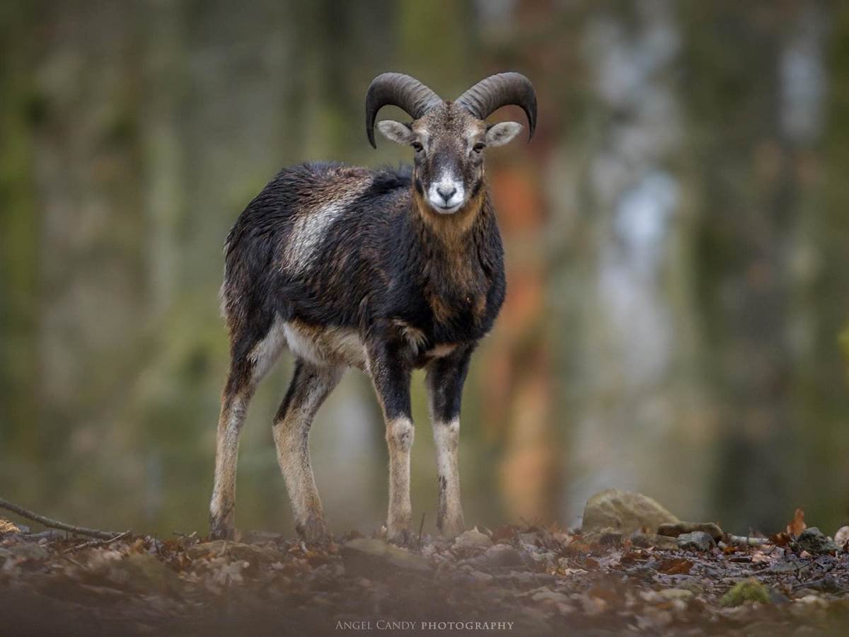 mouflon