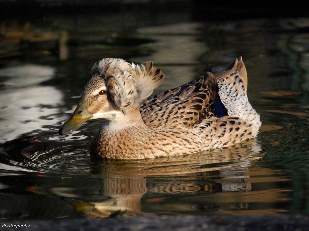 canard