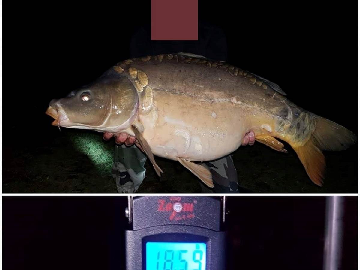 carpe 18 kg 590   avril 2019