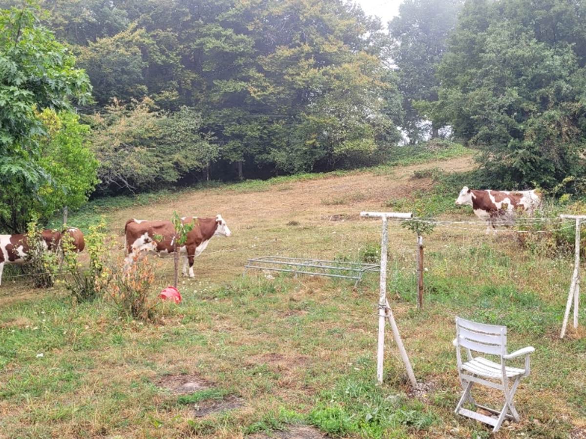 Nos vaches montbéliardes