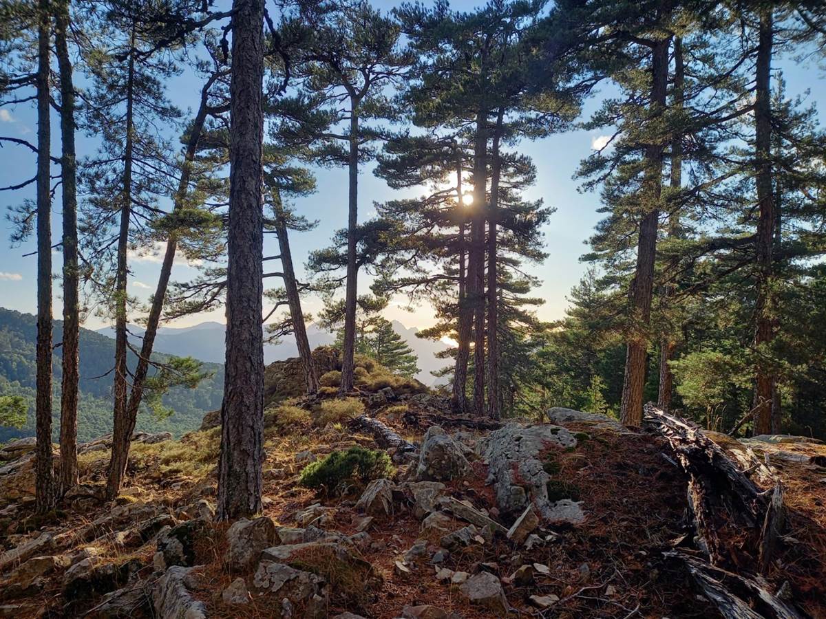 la forêt d'Aïtone
