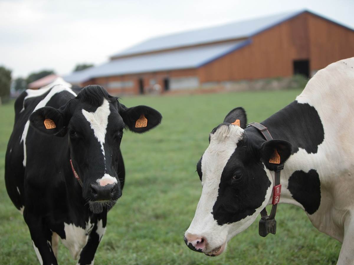 vaches_ferme_des_delices_abphotographies