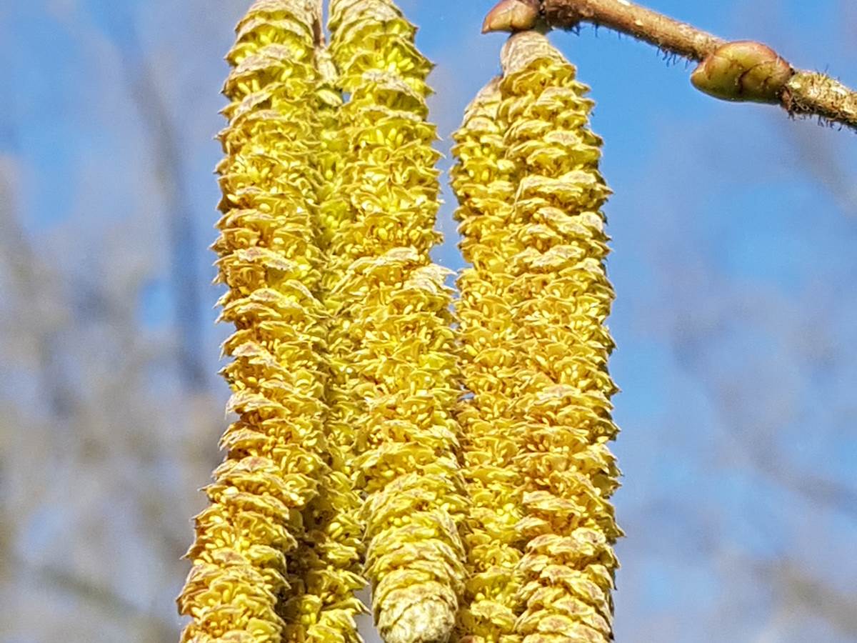 Amentos masculinos del avellano