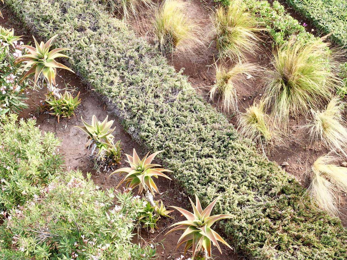 Villa dar Céleste - Essaouira, détail jardin