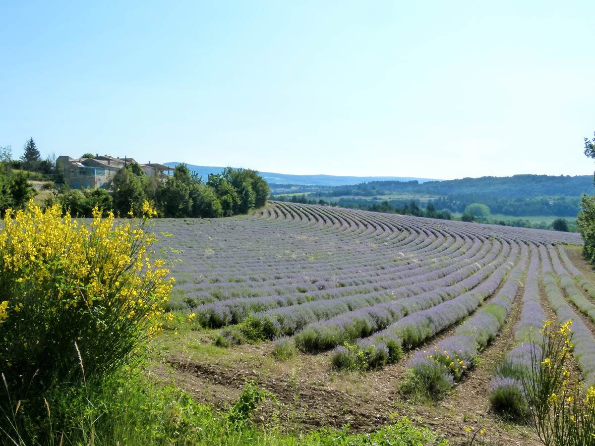 Aurel et ses champs de lavande