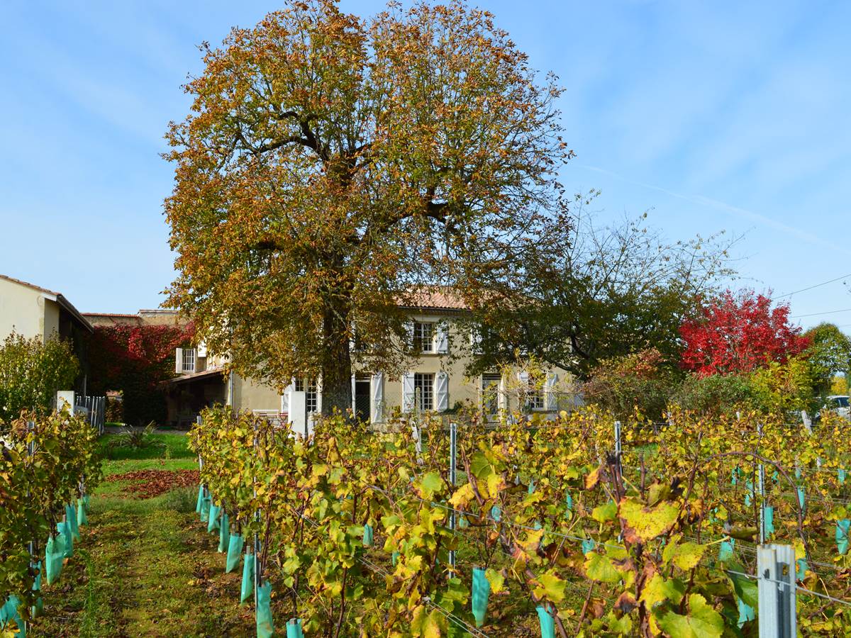 La maison depuis les vignes