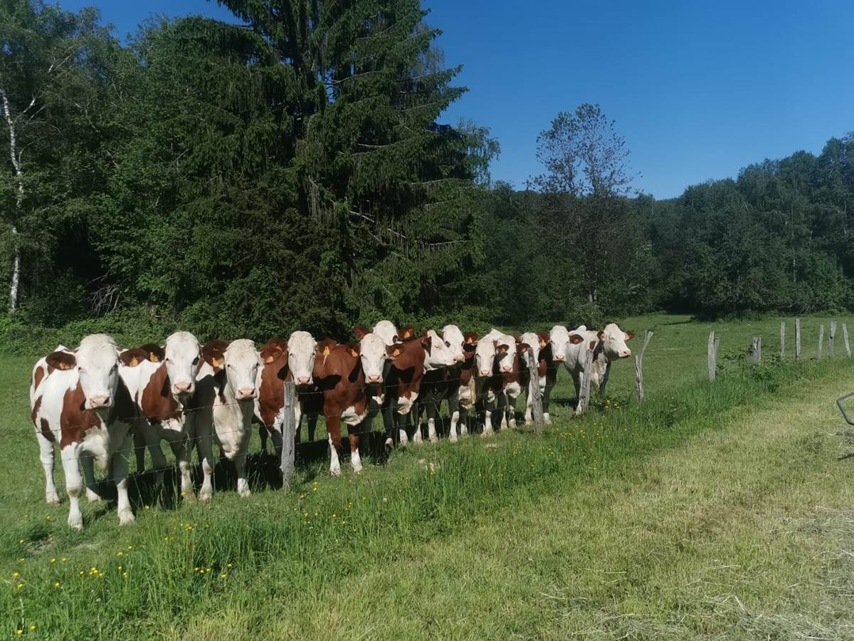 Nos vaches montbéliardes