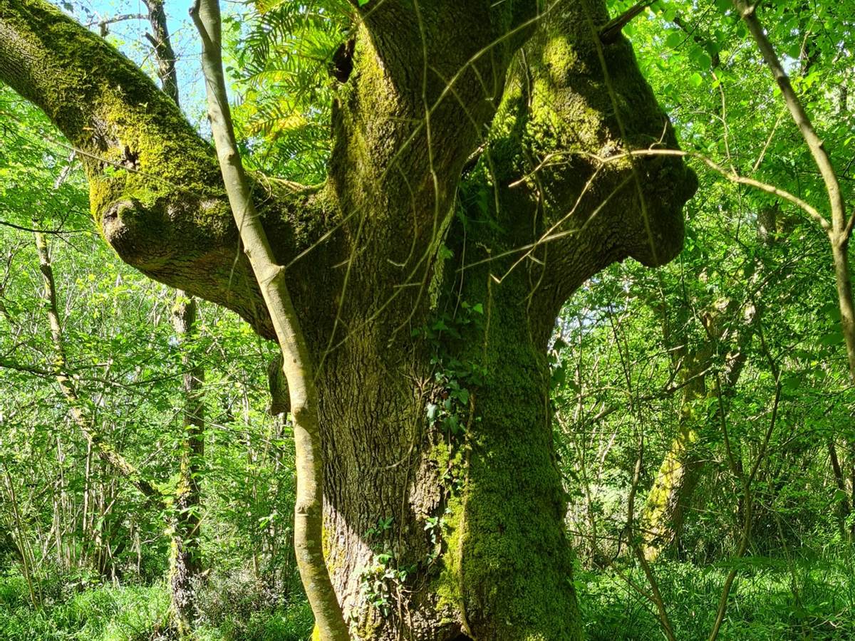 Le chêne centenaire