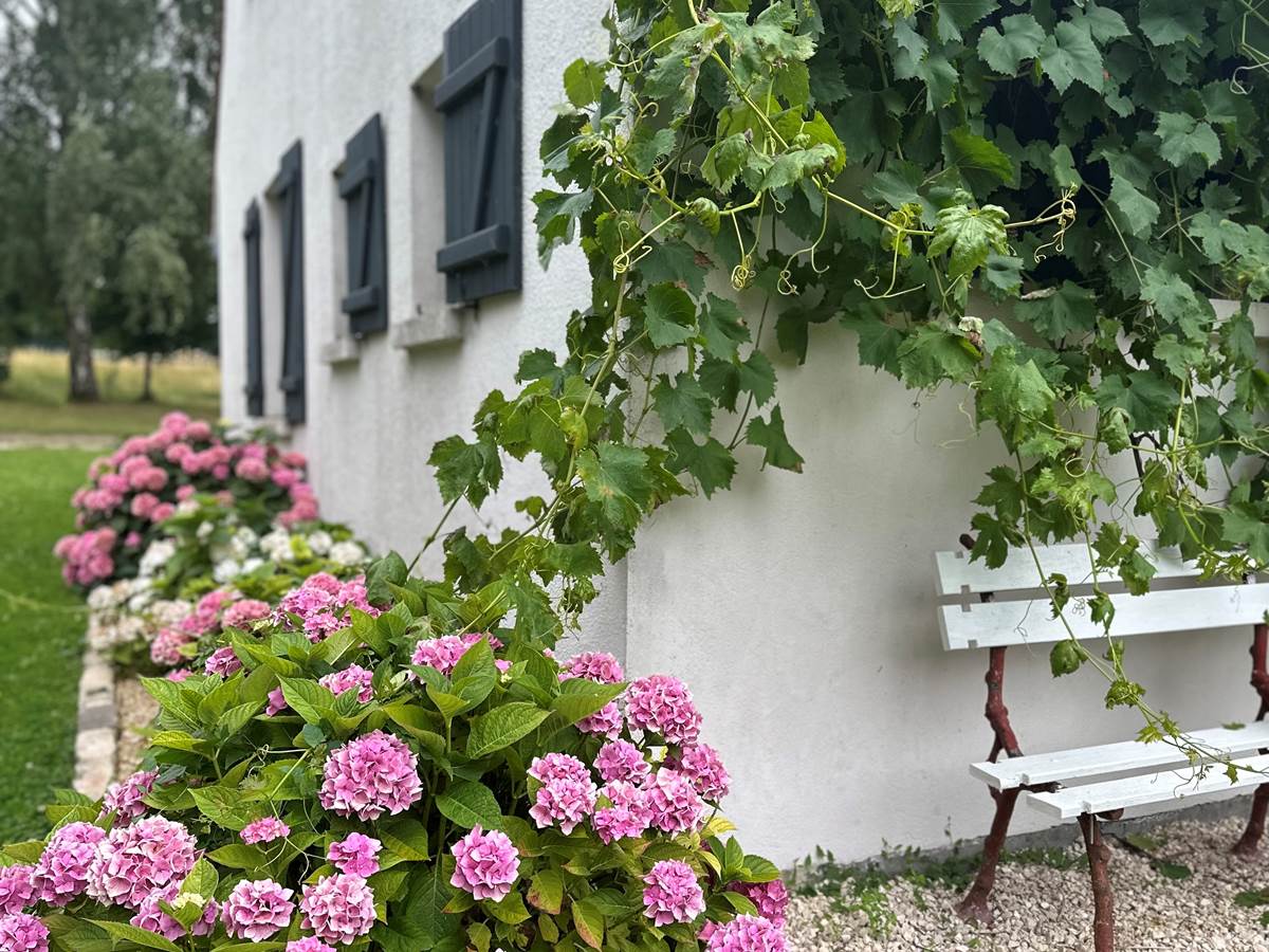 des hortensias, des roses , des ruches , des animaux , la nature