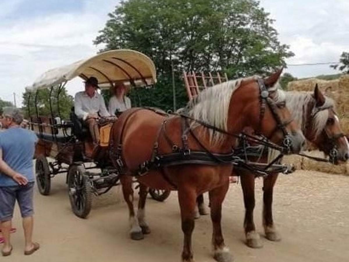#BaladeCalècheNoël #CalècheMarchéDeNoël #PromenadeCalècheÉté #CalècheFêteVillage-photo-gallery