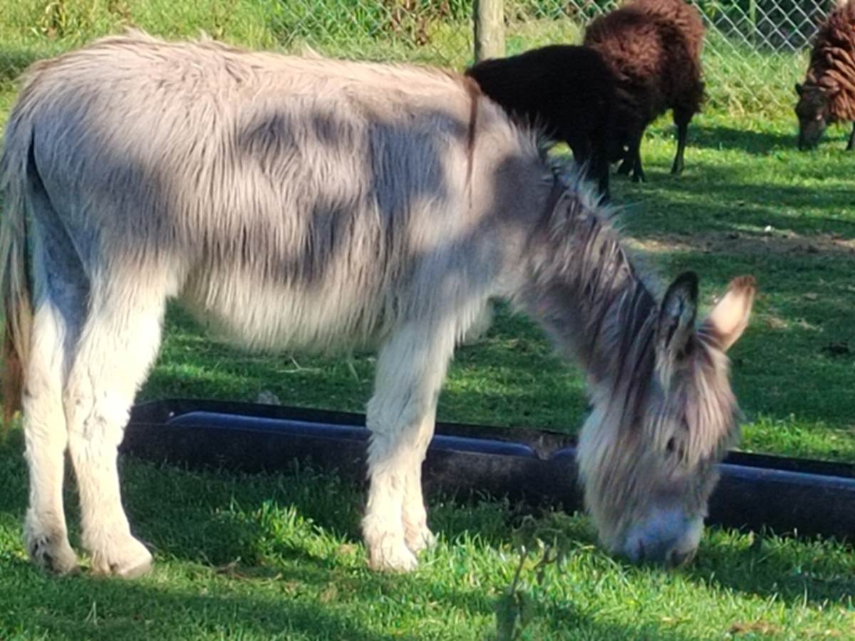 Notre petit âne HIP HOP-galerie