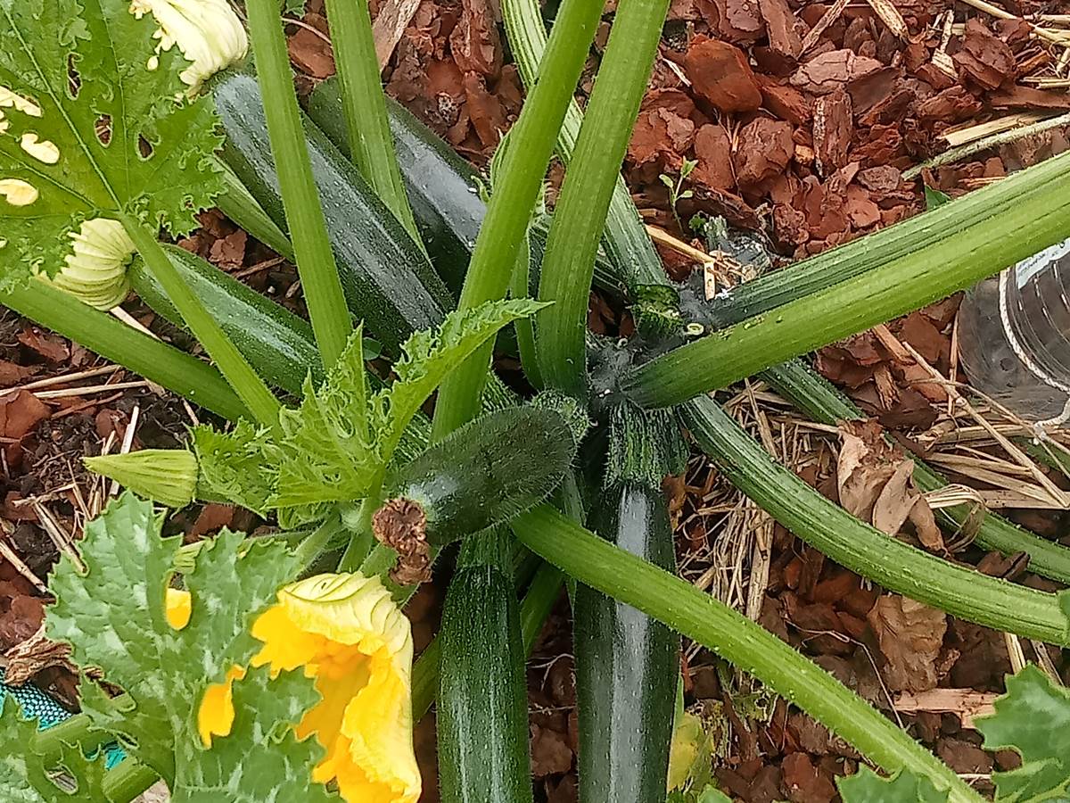 le potager des courgettes