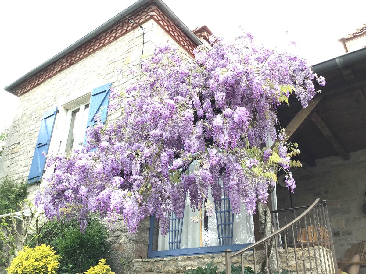 Arbuste à grosses grappes de fleurs bleu violet, parfumée