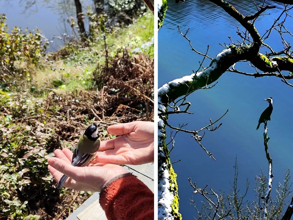 Awen_biodiversité_oiseaux