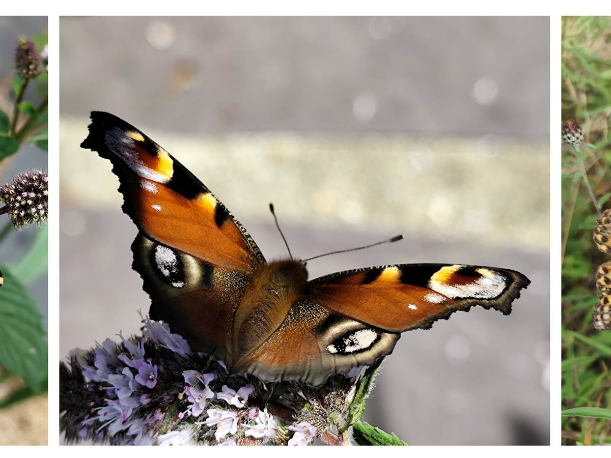 Awen_biodiversité_papillons