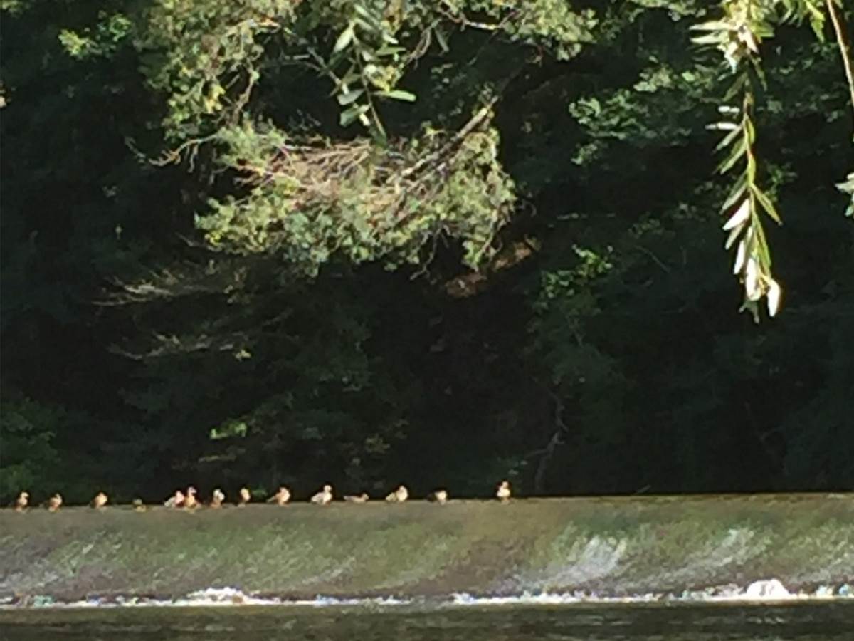 Bergerie en bord d'Aveyron