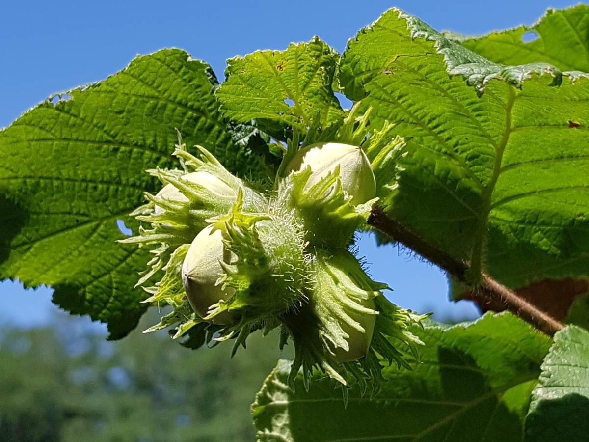 Les noisettes fraîches