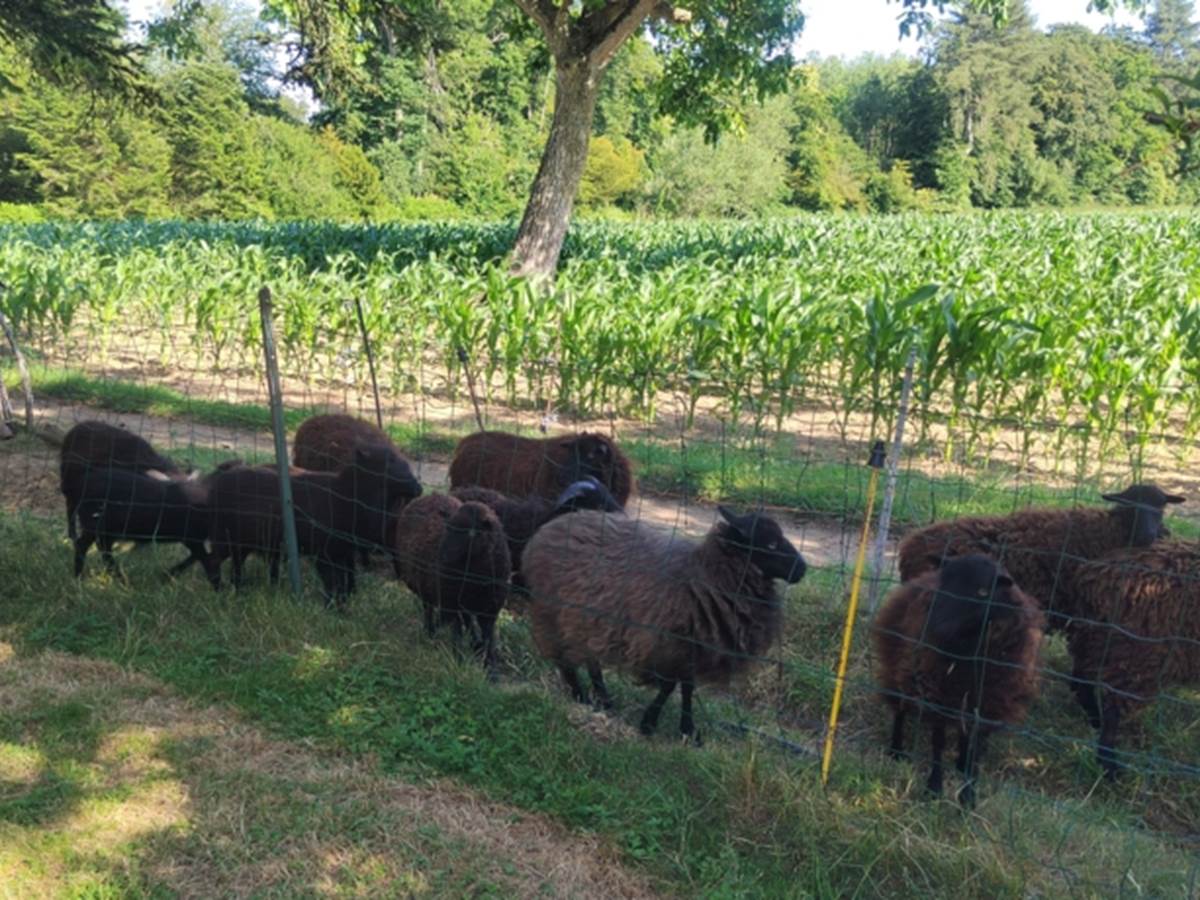 Nos moutons de Ouessant-galerie