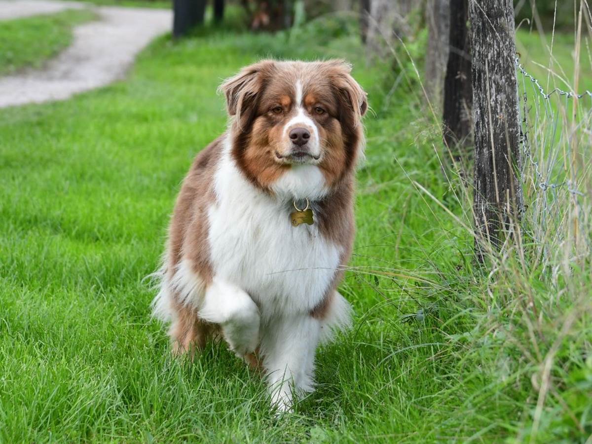 Skye, berger australien des propriétaires