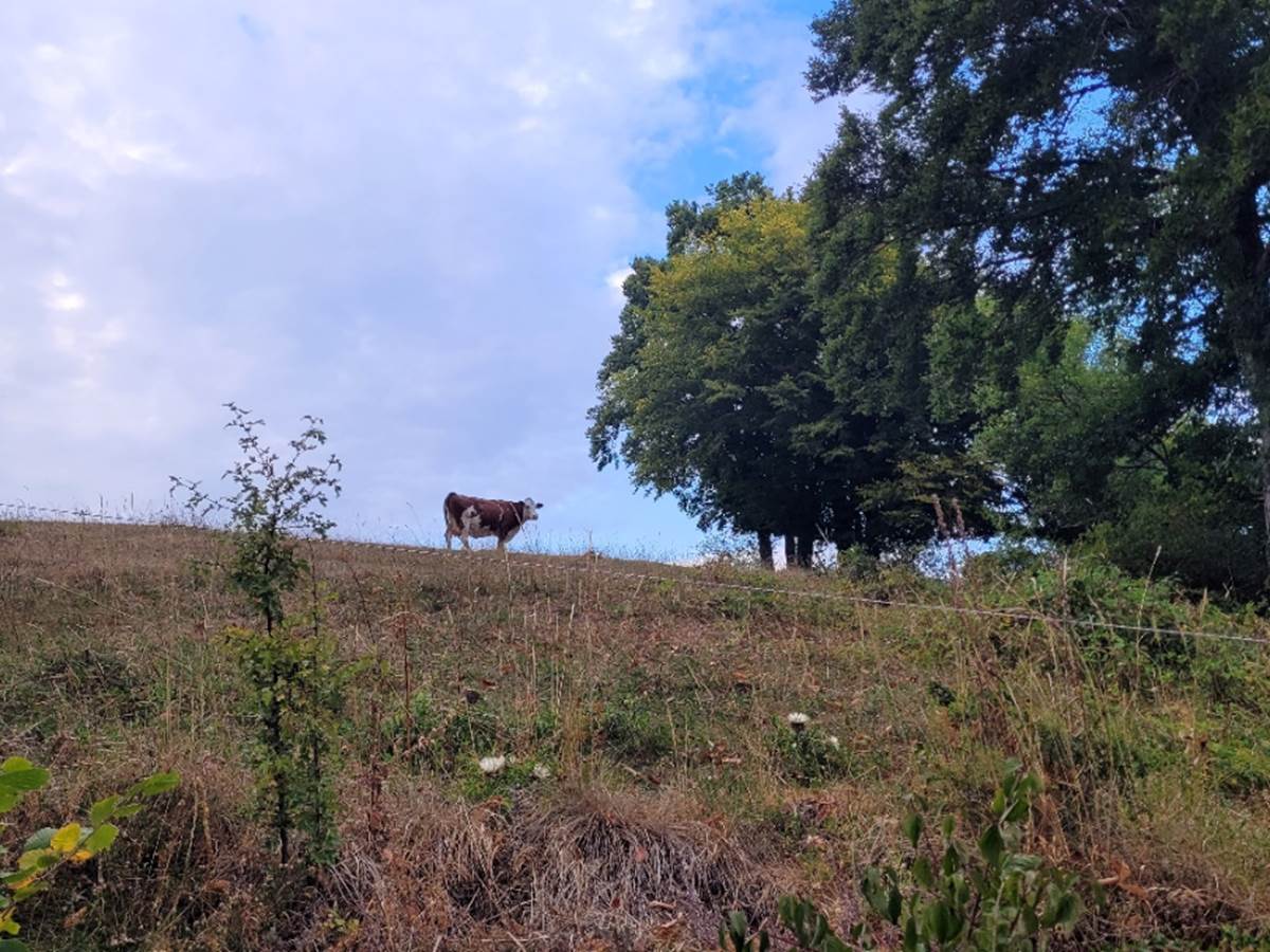 Nos vaches montbéliardes