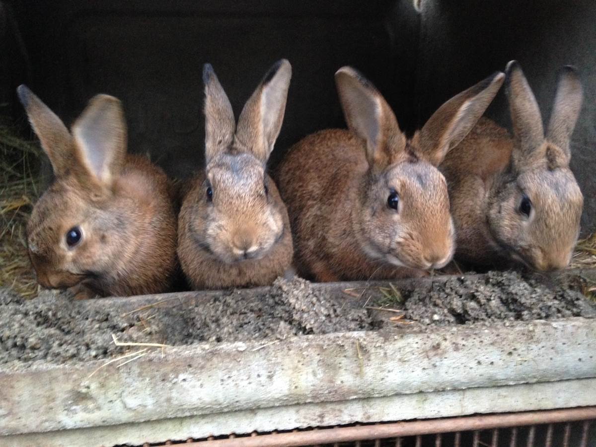 séjour à la ferme en permaculture - des pratiques insolites avec les animaux - les lapins mes tondeuses préférées