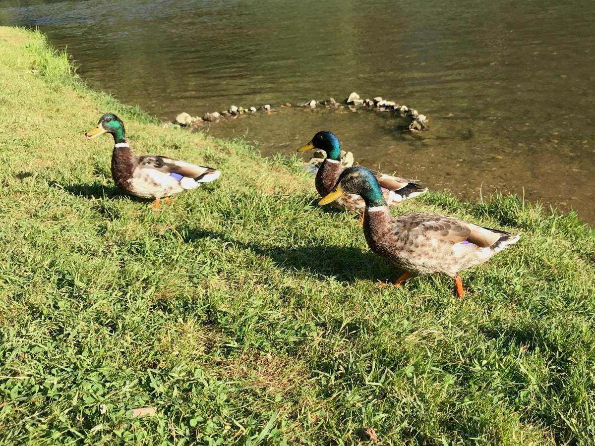 Bergerie en bord d'Aveyron
