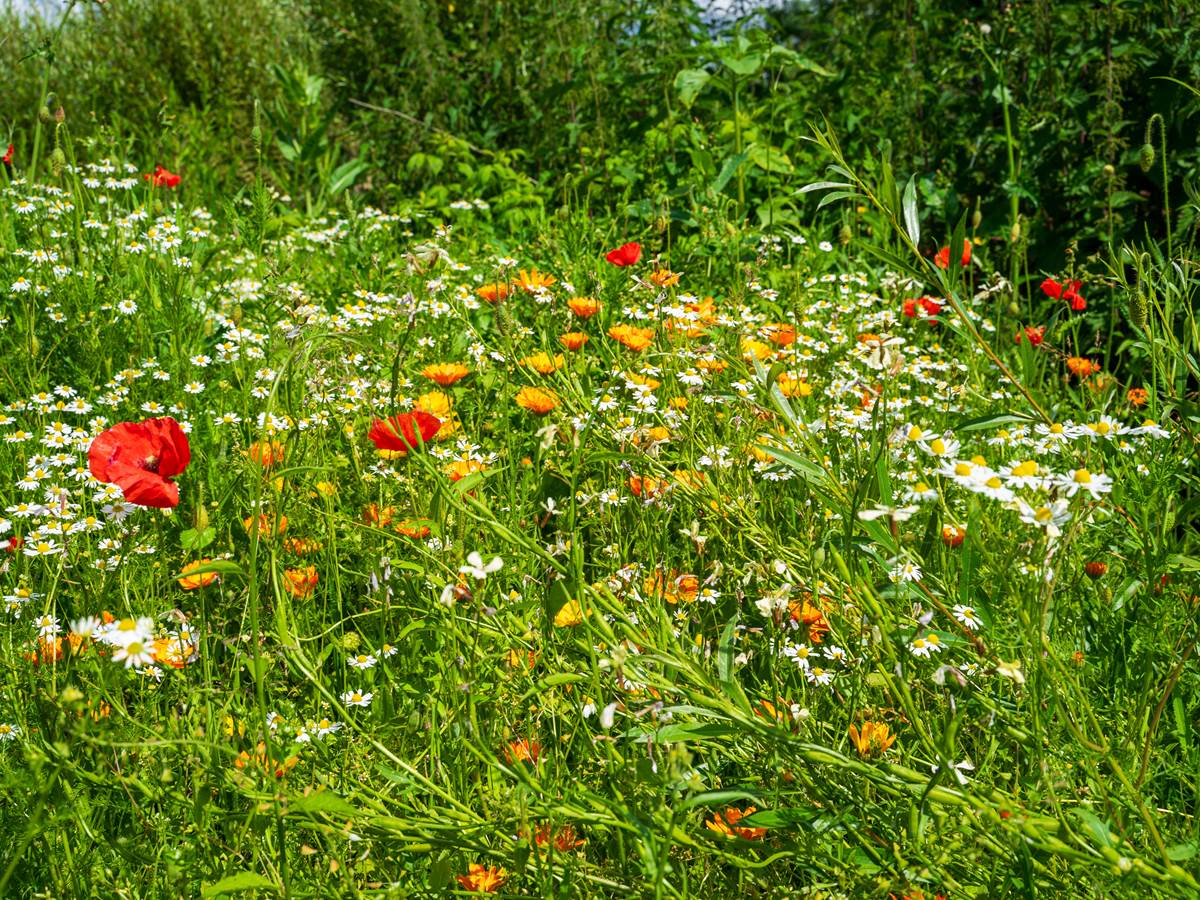 En plein nature - in volle natuur