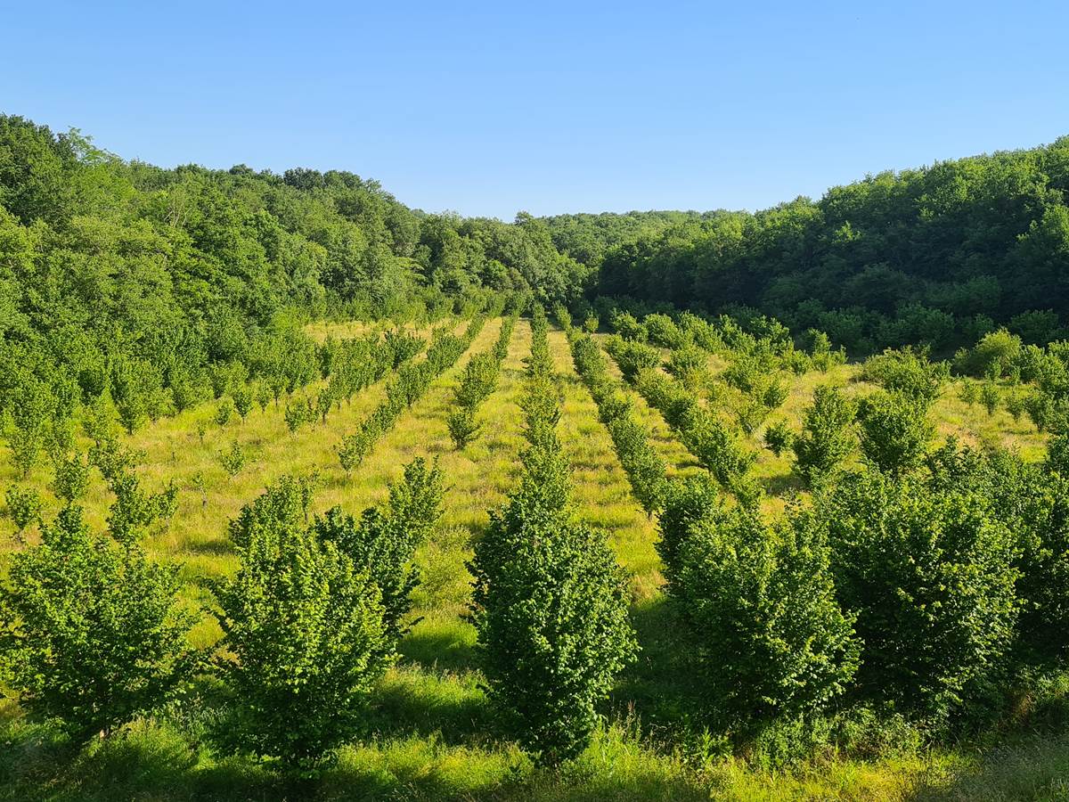El huerto de avellanos ecológico