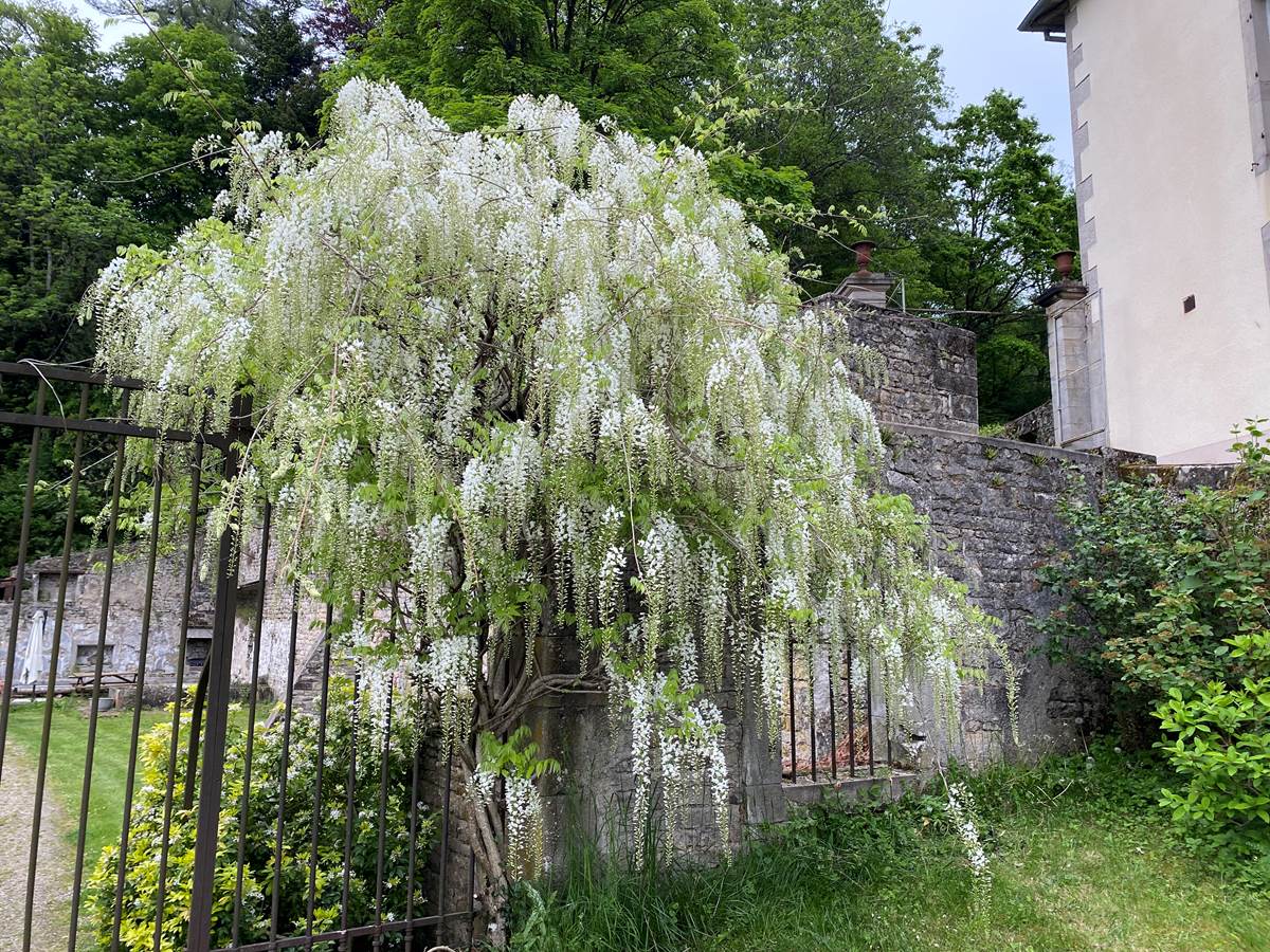 Glycine en fleurs à la Manufacture Royale