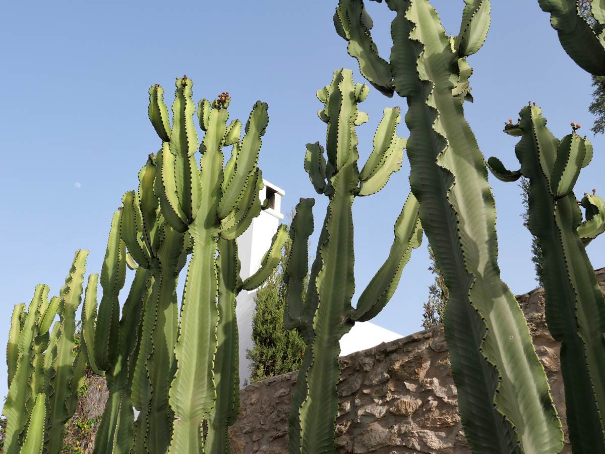 Villa Dar Céleste - Essaouira, jardin et cactus