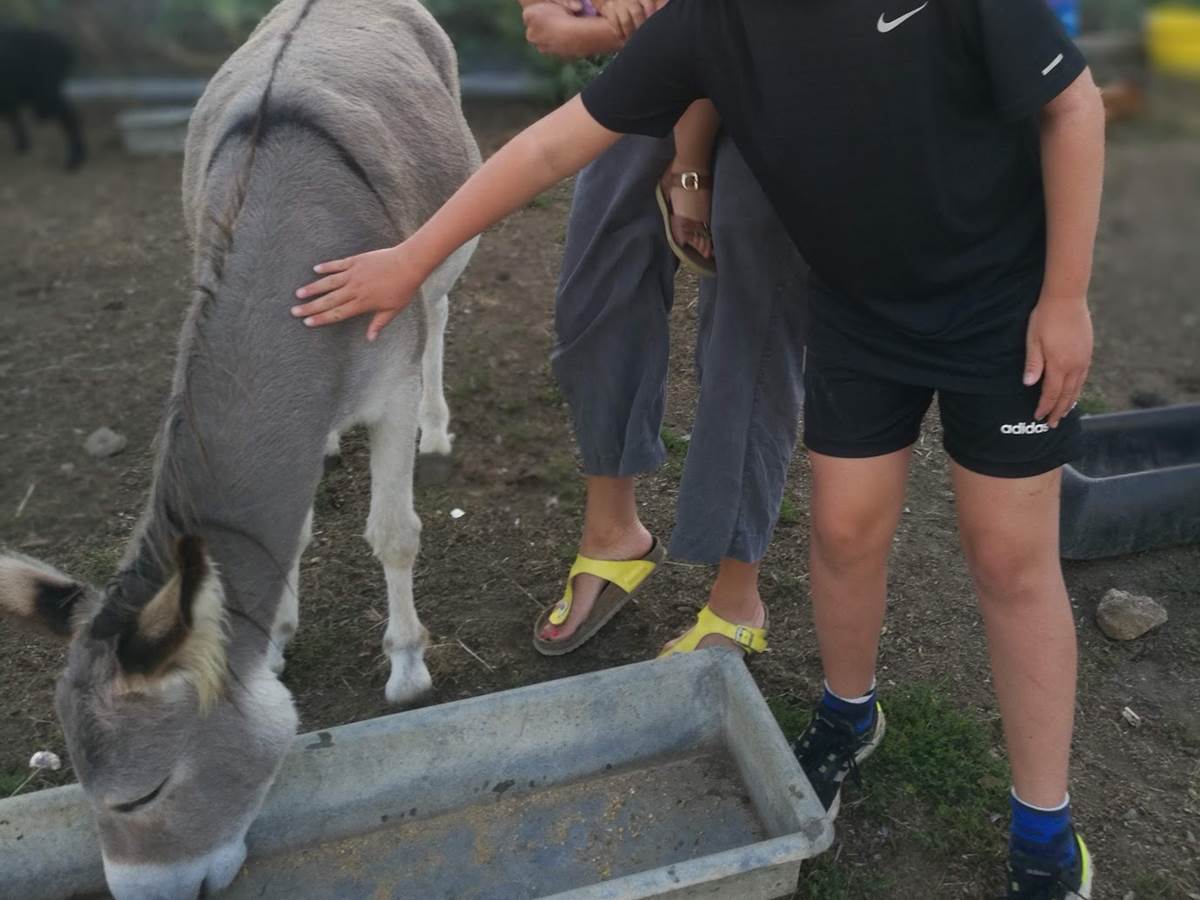 Soins aux animaux-galerie