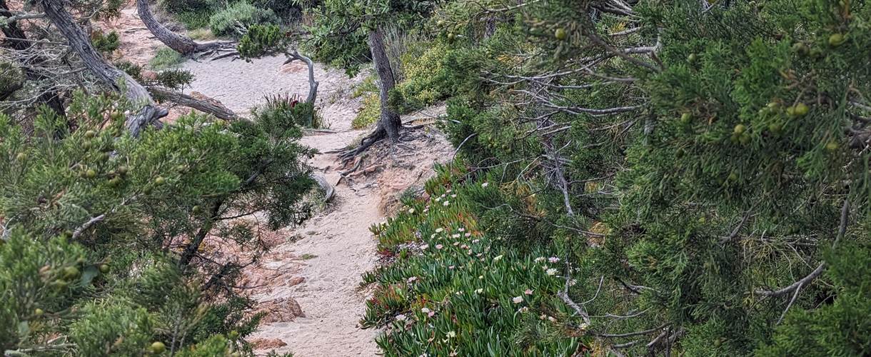 chemin-sable-nature-preservee
