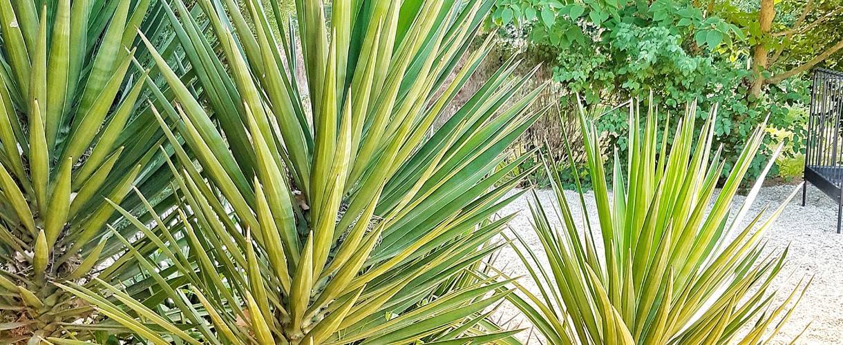 JARDIN PAYSAGER