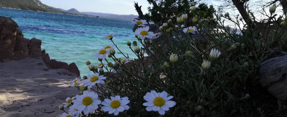 fleurs-sauvages-plage-benedettu