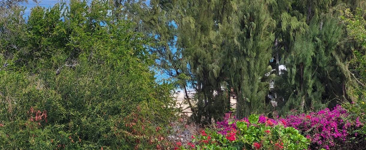 Vue de la terrasse sur la plage et sur le jardin