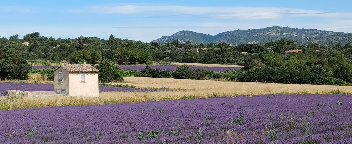 LES LAVANDES PROVENCALES